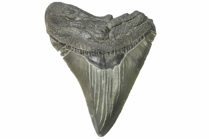 Serrated, Juvenile Megalodon Tooth - South Carolina #183037